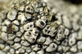 Aspicilia cyanescens image