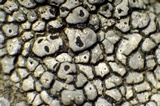 Aspicilia cyanescens image