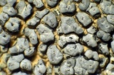 Aspicilia cyanescens image