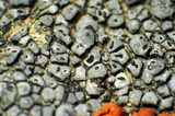 Aspicilia cyanescens image