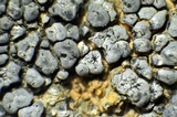 Aspicilia cyanescens image