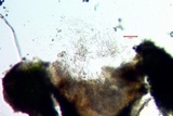 Aspicilia cyanescens image