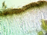Aspicilia cyanescens image