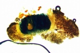 Aspicilia cyanescens image