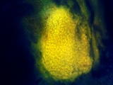 Aspicilia cyanescens image