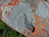 Image of Lichenostigma elongatum