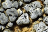 Lichenostigma elongatum image