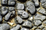 Lichenostigma elongatum image