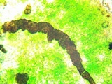 Lichenostigma elongatum image