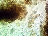 Lichenostigma elongatum image