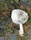 Amanita sect. Vaginatae image