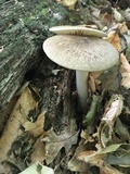 Megacollybia rodmanii image
