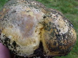 Scleroderma areolatum image