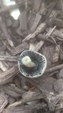 Coprinellus flocculosus image