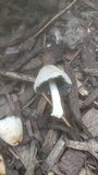 Coprinellus flocculosus image