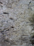 Arthopyrenia analepta image
