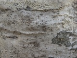 Arthopyrenia analepta image