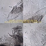 Arthopyrenia analepta image