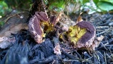 Nectriopsis violacea image