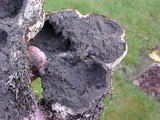 Scleroderma areolatum image