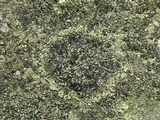 Acarospora fuscata image