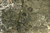 Acarospora fuscata image