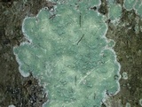 Lecanora thysanophora image