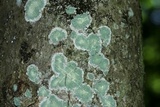 Lecanora thysanophora image