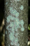 Lecanora thysanophora image