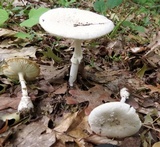 Amanita multisquamosa image