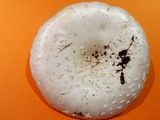 Amanita multisquamosa image