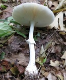 Amanita multisquamosa image