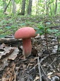 Boletus pallidoroseus image