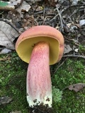 Boletus pallidoroseus image