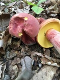 Boletus pallidoroseus image