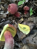 Boletus pallidoroseus image