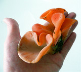 Guepinia helvelloides image