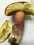Boletus pallidoroseus image