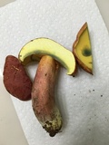 Boletus pallidoroseus image