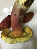 Boletus pallidoroseus image