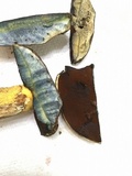Boletus vermiculosus image