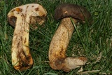 Retiboletus griseus image