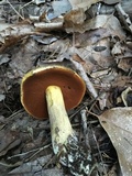 Boletus vermiculosoides image
