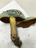 Boletus vermiculosoides image