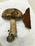 Boletus vermiculosoides image