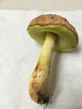 Xerocomus hortonii image