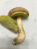 Xerocomus hortonii image