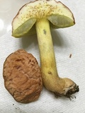 Xerocomus hortonii image