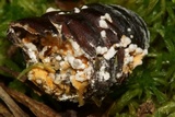 Massospora cicadina image
