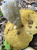 Boletus gertrudiae image
